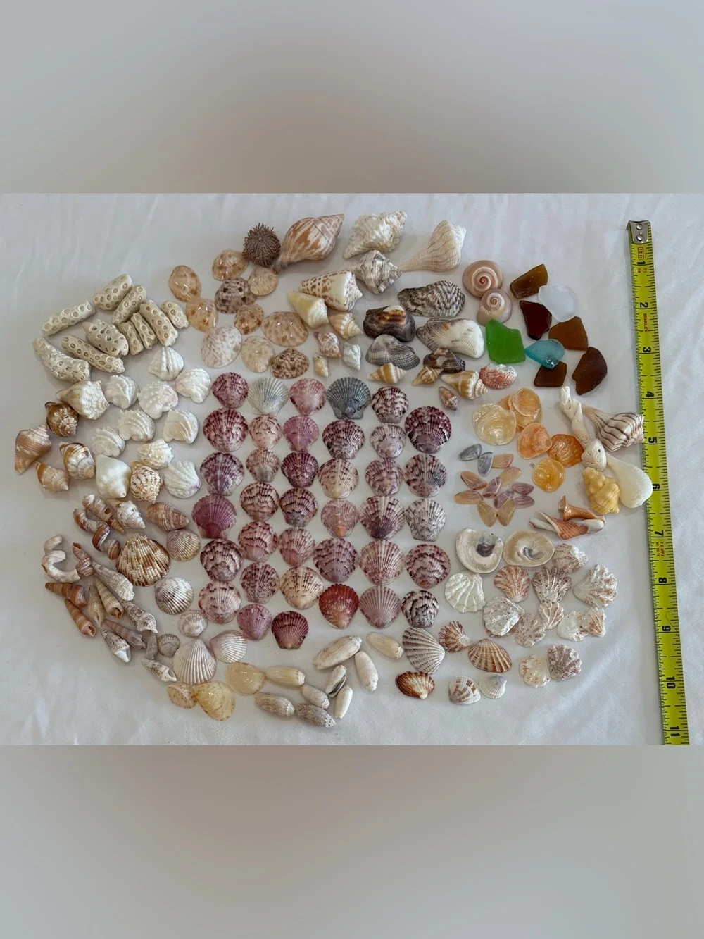 175 MIX SEASHELLS SHELLS SMALLER SIZE SANIBEL, FLORIDA CRAFT / COLLECTOR LOT 175